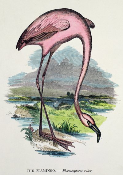 Flamingo (Phoenicopterus Ruber) by English School